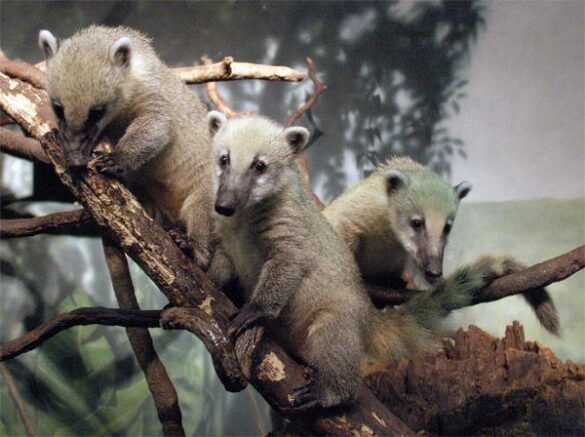 El coatí merideño es enigmático