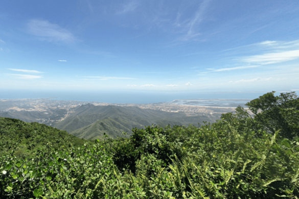 Cerro El Copey, espacio de especies endémicas