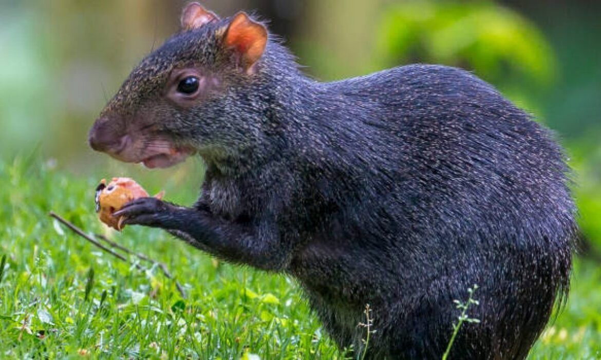 El diestro picure es nativo del Amazonas