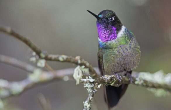 Colibrí Ángel del Sol, colorido relámpago del cielo merideño