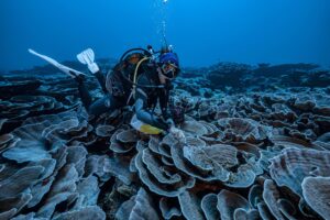 Desconocido arrecife coral gigante abre nuevas interrogantes