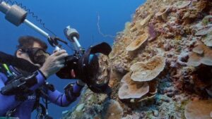 Desconocido arrecife coral gigante abre nuevas interrogantes