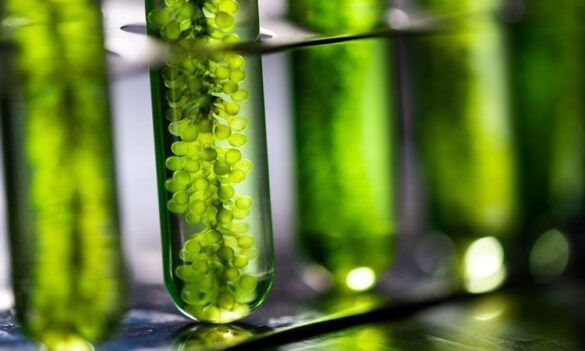Nuevo mecanismo para eliminar CO2 atmosférico mediante el uso de microalgas