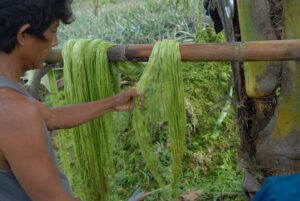 Fibras textiles obtenidas de las hojas de piña podrían ser una alternativa sostenible