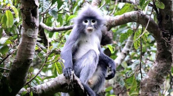 Descubren nuevas 224 nuevas especies de fauna y flora en el Gran Mekong