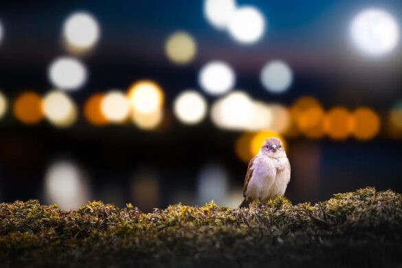 Contaminación lumínica pone en riesgo a las aves marinas
