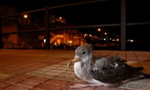 Contaminación lumínica pone en riesgo a las aves marinas