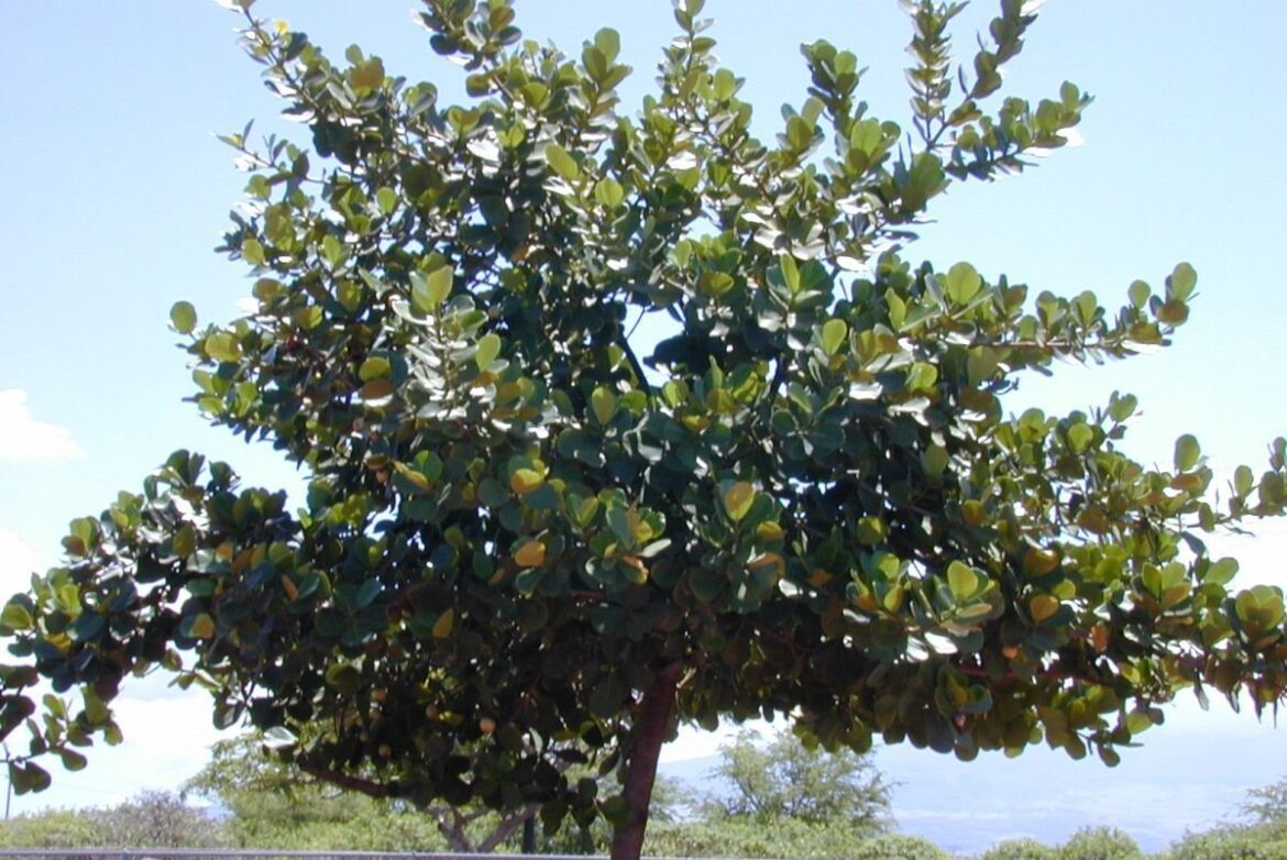 El Copey, belleza única de la América Tropical