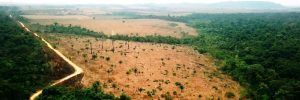 Desforestación e incendios en la Amazonía brasileña aumentaron en junio