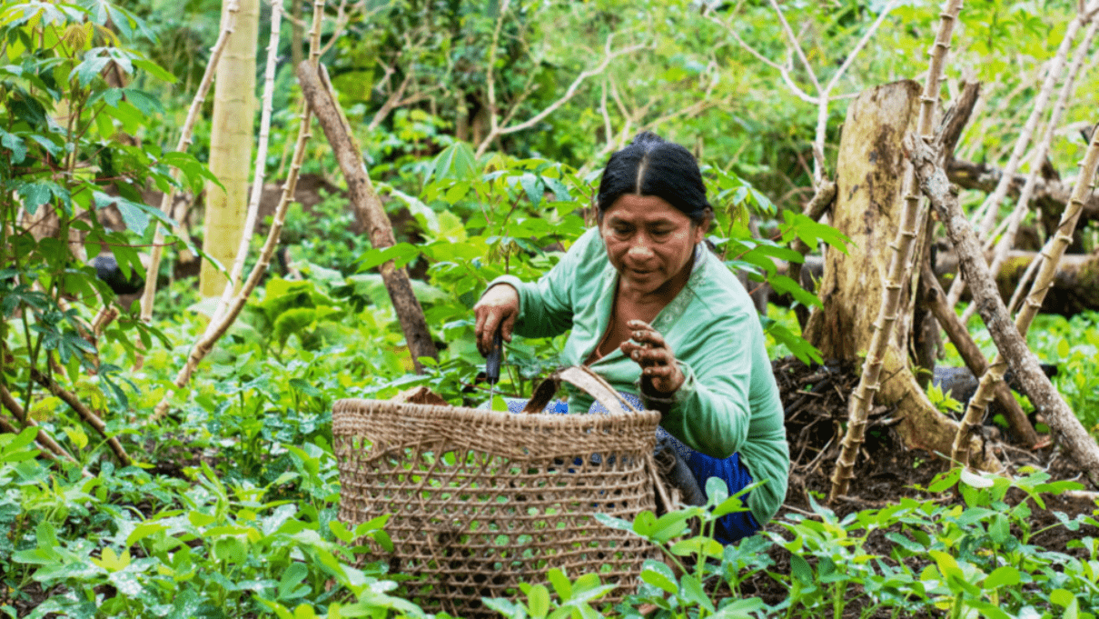 El respeto a la madre Tierra desde la concepción indígena - Haiman el
