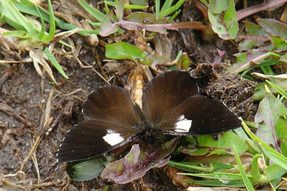 La vida de la mariposa Duende de los páramos peligra