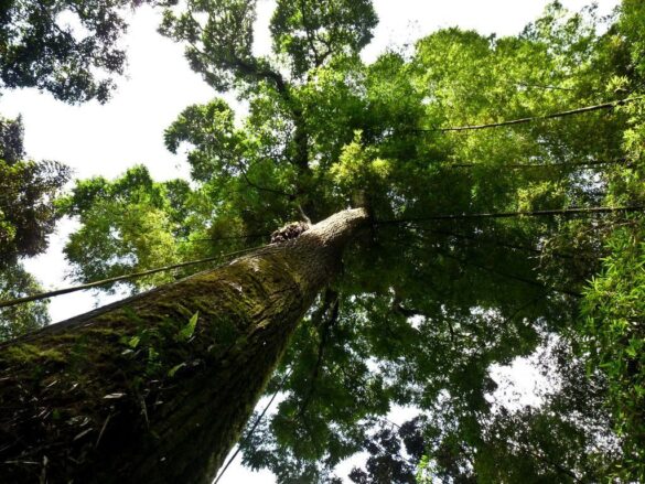 El Cedro ofrece más que su madera fragante, liviana y resistente
