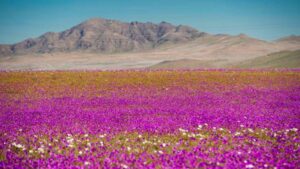 Desierto de Atacama recibe agua de la cuenca del Amazonas