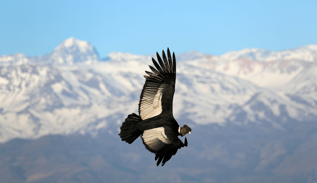 Cóndor andino es el ave voladora más grande del mundo