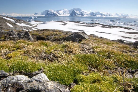 Rápido crecimiento de plantas nativas de la Antártida no es buena señal