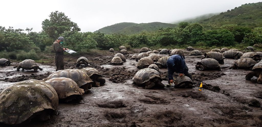 Descubren nuevo linaje de tortugas gigantes en las islas Galápagos