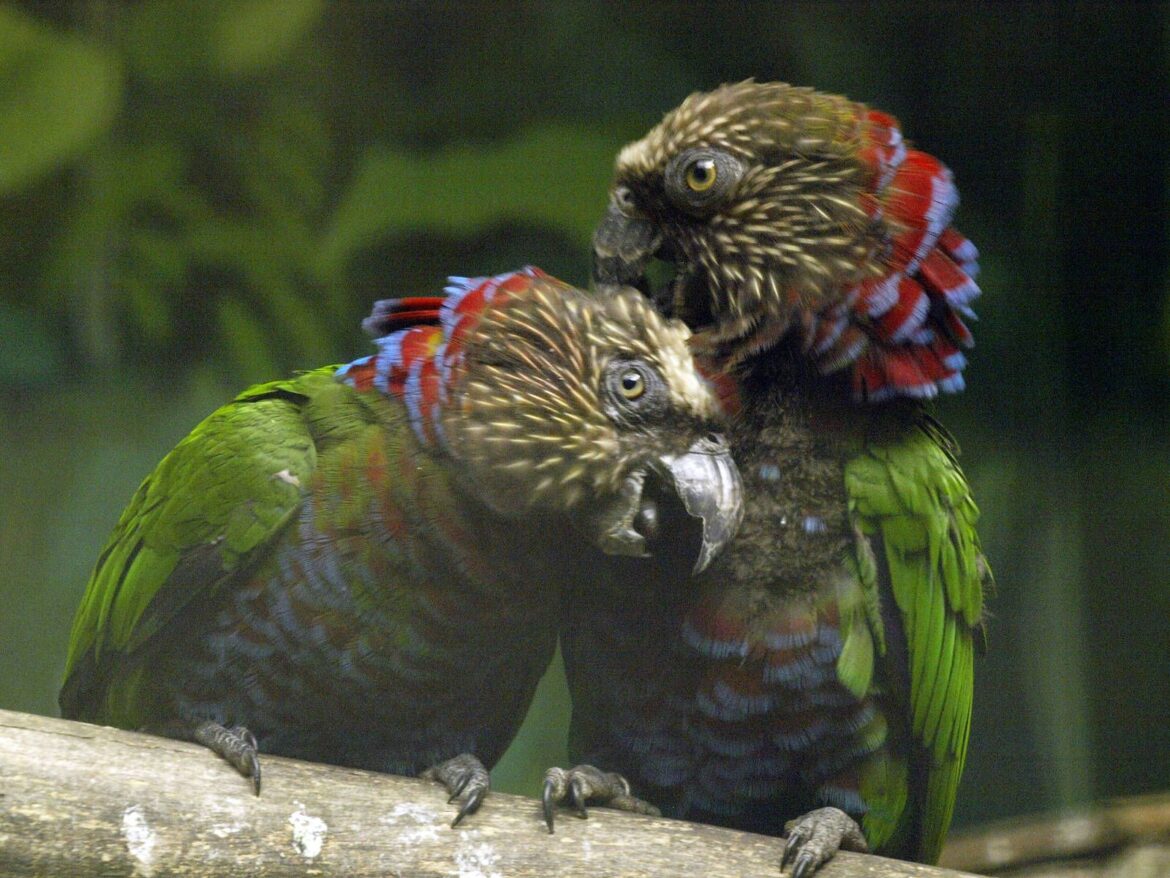 El Jía-Jía o Loro Cacique es inconfundible