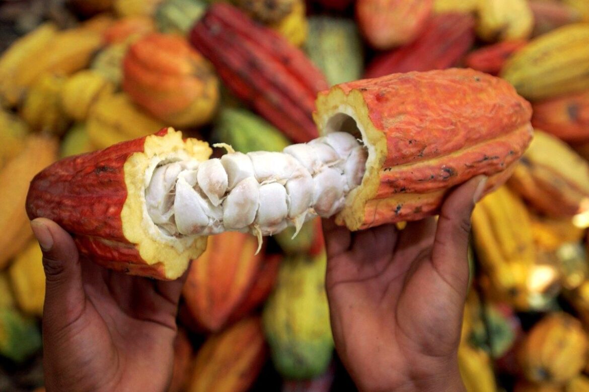 Cacao dulce legado de nuestra América