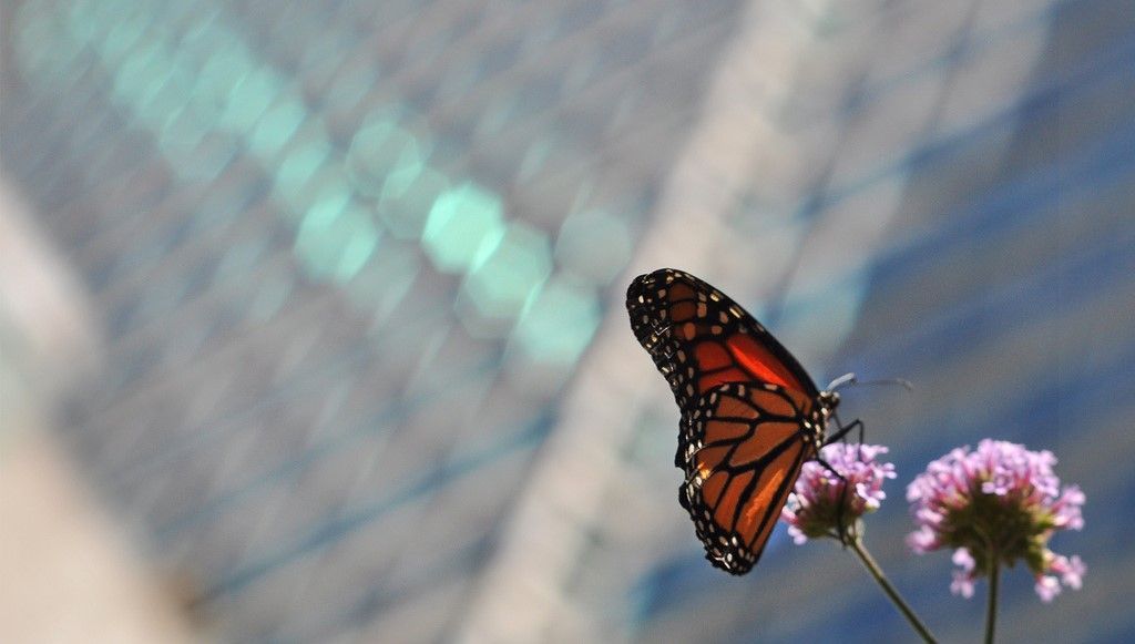 Las mariposas son biondicadores para mejorar ecosistemas urbanos