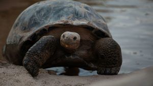 Descubren nuevo linaje de tortugas gigantes en las islas Galápagos