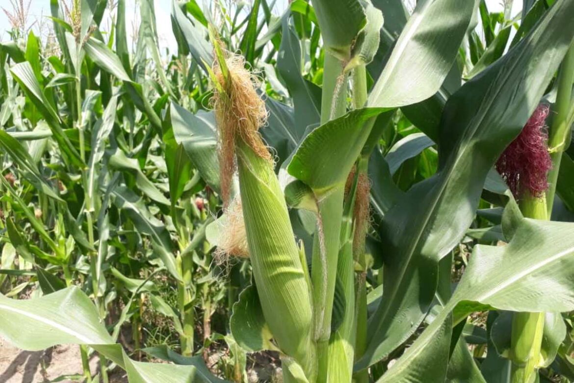 En Venezuela también somos de maíz