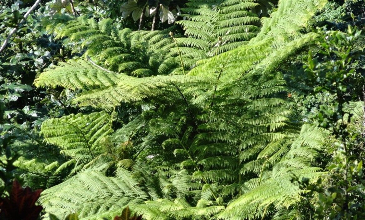 Los helechos, habitantes ancestrales en riesgo de extinción