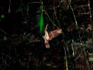 El Guácharo un ave con olfato poderoso y se orienta por ecolocalización ...