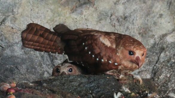 El Guácharo un ave con olfato poderoso y se orienta por ecolocalización