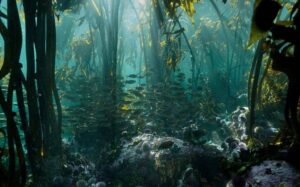 Bosques oceánicos entre los ecosistemas más productivos del planeta