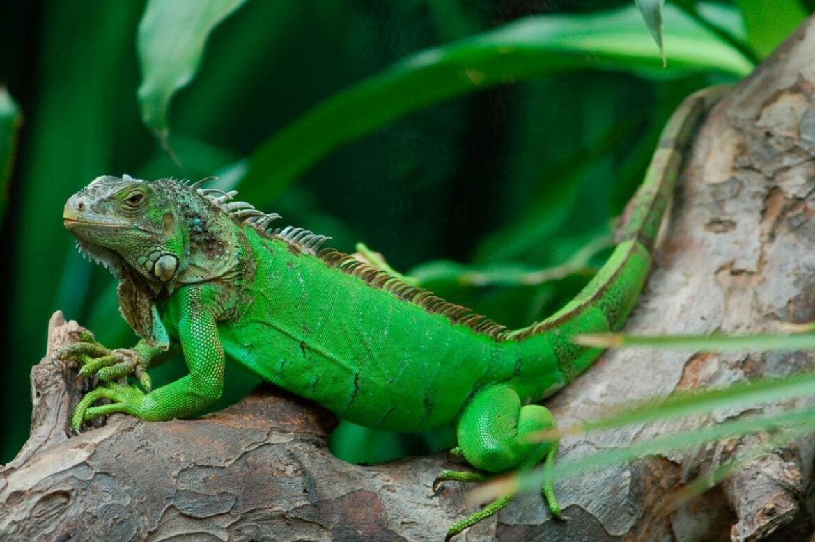 La iguana común, un popular reptil nada ordinario