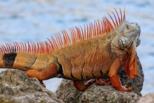 La iguana común, un popular reptil nada ordinario