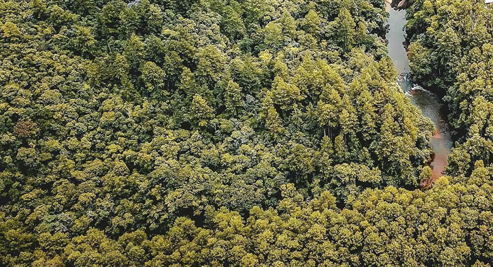 Bosques de Brasil dejan de absorber CO2 y ahora lo emiten
