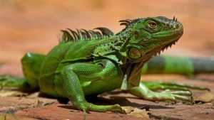 La iguana común, un popular reptil nada ordinario