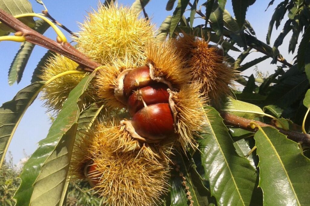 Los familiares aromas y sabores de la castaña - Haiman El TroudI