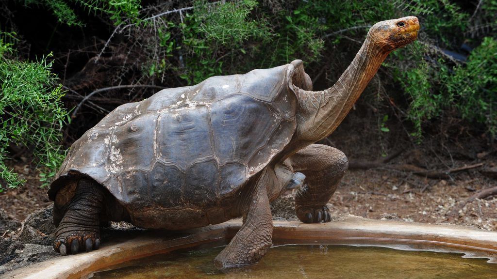 Diego la tortuga gigante que rescató a toda su especie