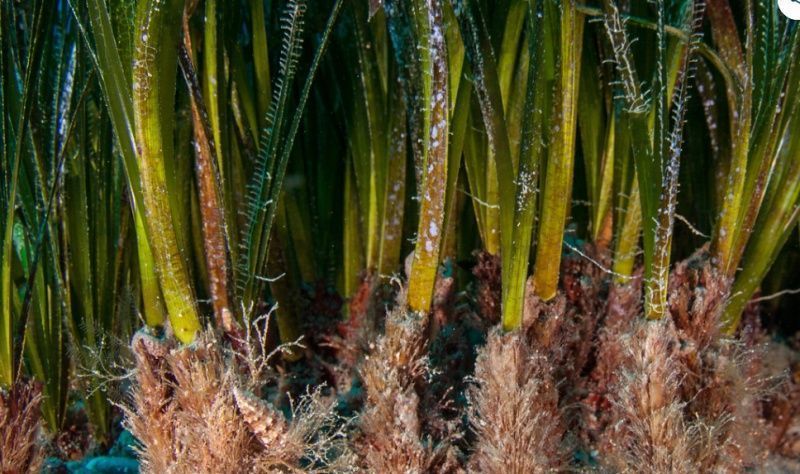 Pastos marinos, un tesoro bajo el mar que podría derrotar al cambio climático