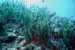 Una planta expulsa el plástico del mar Mediterráneo 