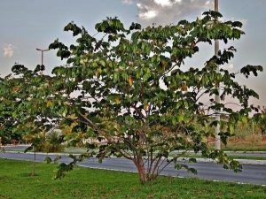 La guama, una fruta venezolana rica en propiedades