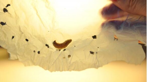 Enzimas de la saliva del gusano de la cera degradan el plástico a temperatura ambiente