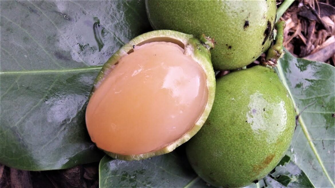 El mamón es sabroso y refrescante