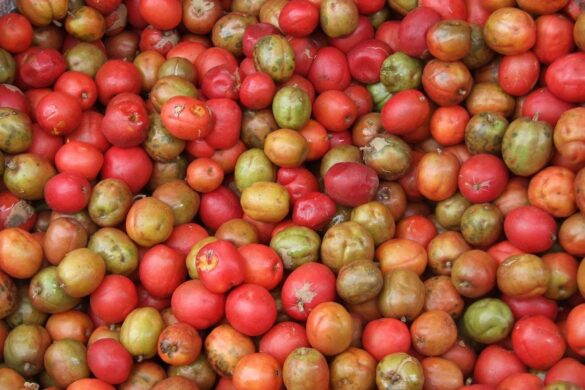 Ciruela de huesito, fragante y agridulce tentación que llega en abril