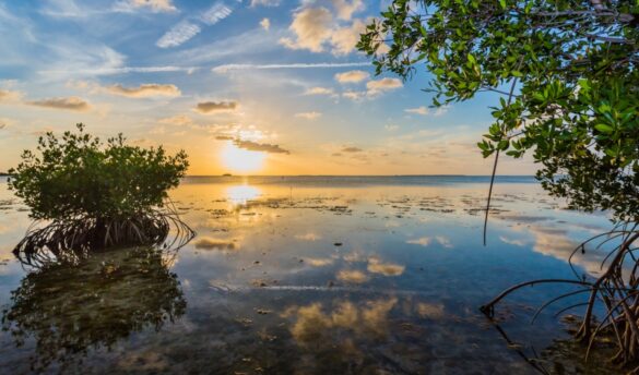 Ecosistemas costeros son un sumidero vital de gases de efecto invernadero