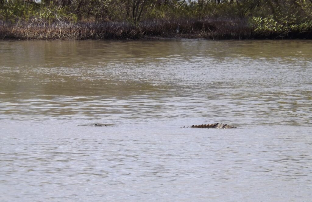 Regocijarse en el Parque Nacional Laguna de Tacarigua