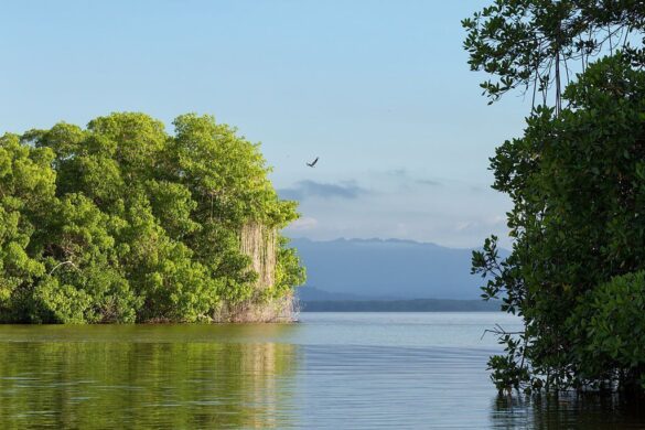 Regocijarse en el Parque Nacional Laguna de Tacarigua