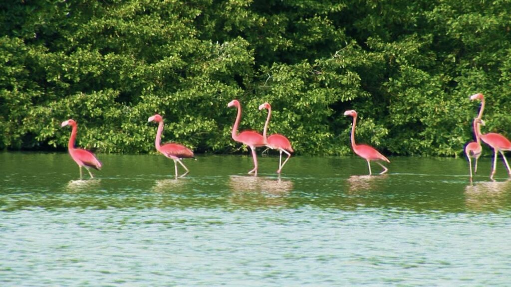 Regocijarse en el Parque Nacional Laguna de Tacarigua