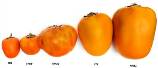 El Túpiro, rico fruto del Amazonas y un versátil ingrediente