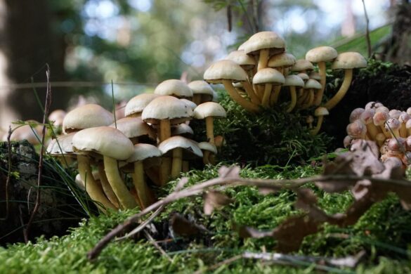 Los hongos almacenan bajo tierra el 36% de las emisiones anuales