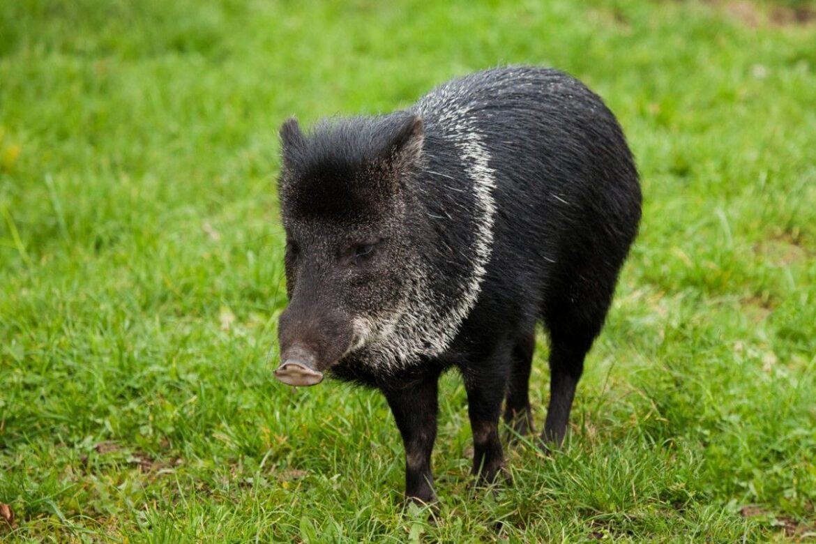 Cochino de monte, especie de nuestra América