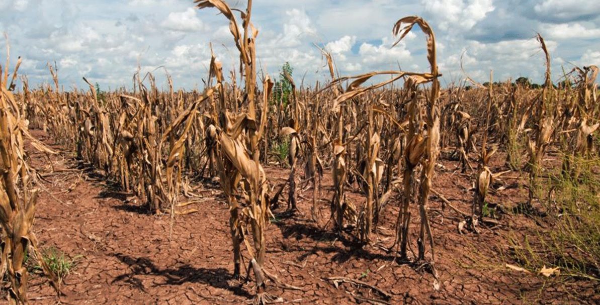 Modelos climáticos subestiman riesgos de las malas cosechas simultáneas