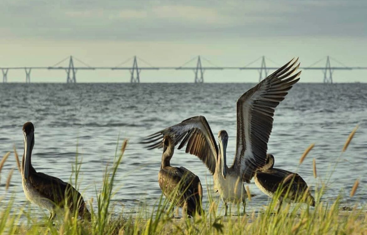 Pájaro Buchón, ave emblemática del estado Zulia